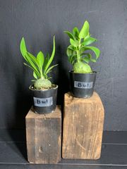 ANT plants 『B』SET