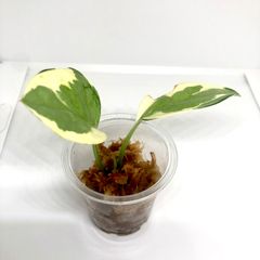 ユッカ 　根＆新芽付き ユッカ 根＆新芽付き