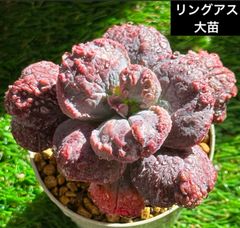 ゆきさん　韓国苗セット ルキちゃんの輸入苗韓国苗多肉植物お店 - メルカリShops