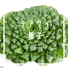 T06　家庭菜園でおすすめ品種　タアサイ/ターサイ　固定種
