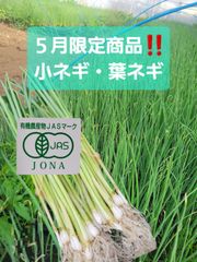 有機ネギ　薬味代わりにどうぞ