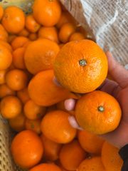 〔愛媛県睦月島〕温州みかん