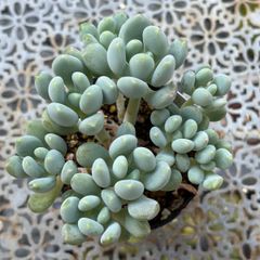 多肉植物 ☘️ リエールさん苗 Eマリア 抜き苗 札付き - メルカリ