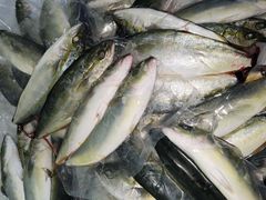 鮭、アキアジに最適な餌　フクラギ約2.6キロ