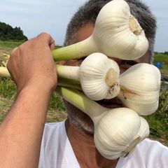にんにく 新物 乾燥済 激辛 希少価値のある最上級品です。 Ｍ．Ｓ．Ｌサイズ混合 1キロ(500g×2個) 送料無料   福地ホワイト六片種 産地 千葉県香取市   国産ニンニク 有機JAS認証取得に向け12年目の畑 福地ホワイト種
