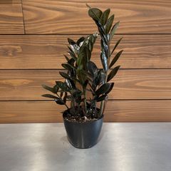 セール中!! 美品②ザミオクルカス◎レイヴン◎観葉植物◎インテリア 鉢植え
