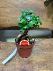 ガジュマル　４号　観葉植物　インテリア　グリーン　人気　オシャレ　リビング　プレゼント