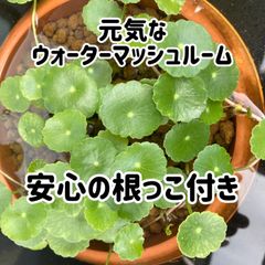 元気なウォーターマッシュルーム5本（ウォーターコイン）