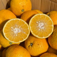 あまなつ 甘夏 箱込約10kg以上(26～15個) 佐賀県 唐津特産 フルーツマイスター