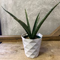 観葉植物　サンスベリア　サイアムブルー
