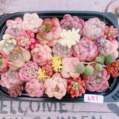 多肉植物 寄せ植えset♡651