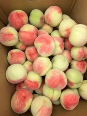 約 10kg 硬い桃 山梨県産 冷蔵便発送 đào cứng