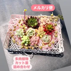 ☆多肉植物カット苗詰め合わせ☆多肉弁当☆寄せ植えセット☆セダムカット苗☆