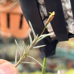 芳香花品種＊ チランジア カピラリス Tillandsia capillaris＊エアプランツ＠フラワーショップ江口