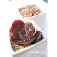 ゾロ エケベリア 2寸ポット 弁慶草科 多肉植物 苗