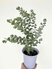 バンクシア（アテナータ） 6号 プラスチック苗 1鉢 オーストラリア原産