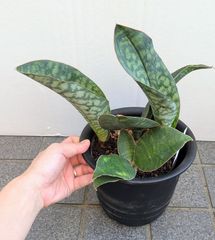 サンスベリア　６号鉢　マッソニアーナ　室内グリーン　空気浄化作用　観葉植物
