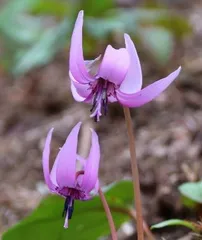 【山野草】カタクリ（片栗）・100球（来春開花見込み球） 2026年最新】かたくりの花の人気アイテム - メルカリ