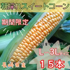 期間限定　朝採れスイートコーン　とうもろこし　長崎県産　大容量    常温発送
