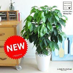京都での手渡しのみ コーヒーの木10号 約155cm 現品販売 近畿はお届け