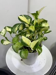 ポトス・ステータス　ポトスの王様　観葉植物　インドア　インテリア　グリーン　ミニ　屋内　可愛い　オシャレ