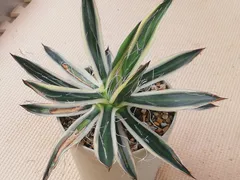 2025年最新】白糸の王妃の人気アイテム - メルカリ