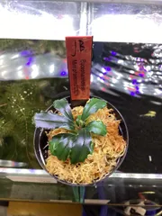 ブセファランドラ ミニファントムセット ブセファランドラsp.ダークファントムの特徴 - たなごGo！