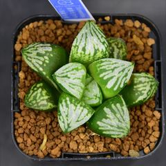 【レア株】リップルエフェクト　鉢ごとメルカリ便発送　発根済み 睡蓮鉢 直径約33cm - メルカリ