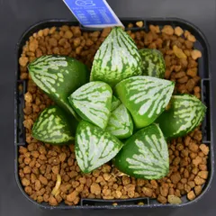 2025年最新】ハオルチア ピクタの人気アイテム - メルカリ