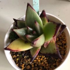 多肉植物　韓国苗エスター
