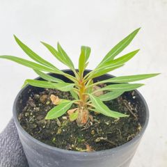 2839 「塊根植物」フォークイエリア プルプシー【実生・Fouquieria purpusii・葉落ちする】