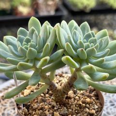 多肉植物 ☘️ チョコレート錦 ② 抜き苗 - メルカリ