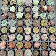 3季節のおまかせ5個多肉植物4CM-6CM 大美苗 エケベリア 韓国苗