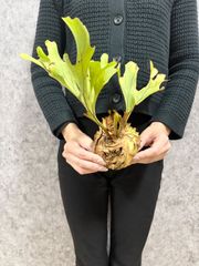 【C50 Sサイズ】 ▽P.ridleyi Wild Banten▽ リドレー　リドレイ【PLANET】ビカクシダ