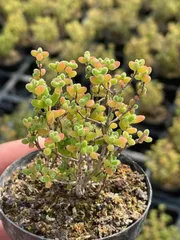 ネコポスで発送❣️実生苗　多肉植物　ドロサンテマ　ミックス　3株セット　抜き苗 2596102844.jpg?1748422567