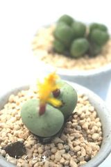 ナマカナム 2頭 コノフィツム Mサイズ 5.5ｃｍポット 中型 コマ型 昼咲き種 黄花 Conophytum namacanum 多肉植物 多肉永遠