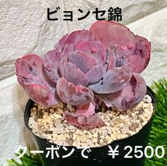 ビョンセ錦 多肉植物 多肉 エケベリア 錦 斑入り コブエケ バンプ  ピンク