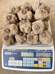 こんにゃく種芋3.5kg(あかぎ大玉）