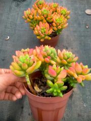 新発売 C6003 TM 105苗セット 土と根付き 多肉植物 エケベリア