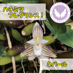 洋蘭 Bulb ambrosia 芳しいはちみつフレグランス！