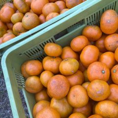 みかん　無農薬みかん　５キロ　箱の重さ込み　晩生　静岡