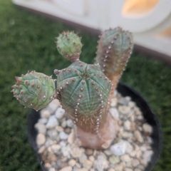 多肉植物ユーフォルビア属オベサブローミニ
