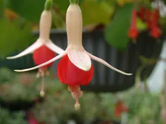 【 パーマストンさん専用 】フクシア　ワッサーニンフ 等　2株