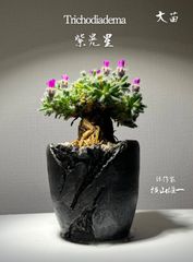 作家鉢付き　大苗　トリコディアデマ　紫晃星　デンサム