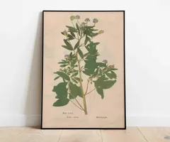 ♡130種♡フランスアンティーク植物標本ボタニカルブロカント