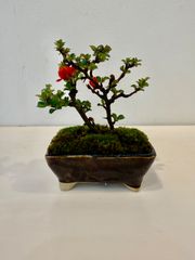 長寿梅　ミニ盆栽