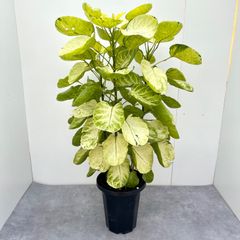 ポリシャス フリスビー スーパームーン【現品】観葉植物 - art green