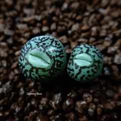 PiwKNGXdvk29kFoENaCoEZ.jpg@jpg