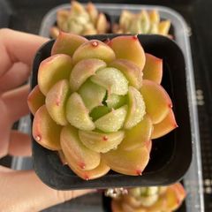 9A ハオルチア 多肉植物 糯オブツーサ錦糊斑 自家繁殖 - メルカリ