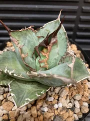 アガベ オテロイ 実生 まとめ【未選別 斑入り 当たりロット】 2025年